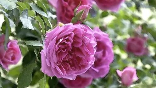 John Barbirolli - Pan Flute & Organ - Barbirolli: Concerto in F on a theme by Corelli - (1) Preludio