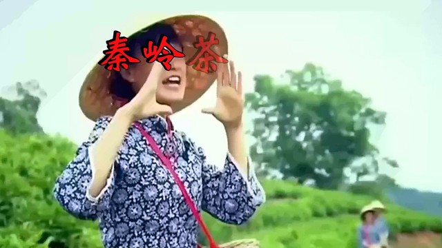 党芳妮 - 秦岭茶娘 (KTV版)