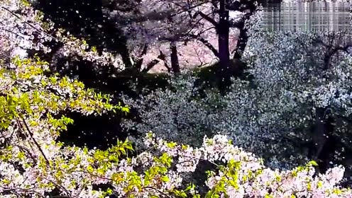 风景 - 忧伤还是快乐