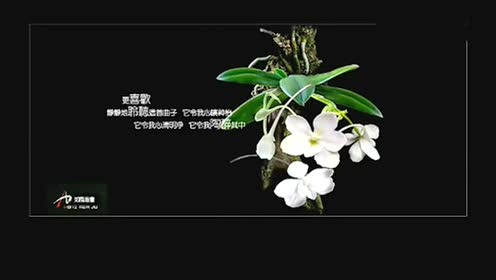 Yanni - 和兰花在一起 (With An Orchid.)