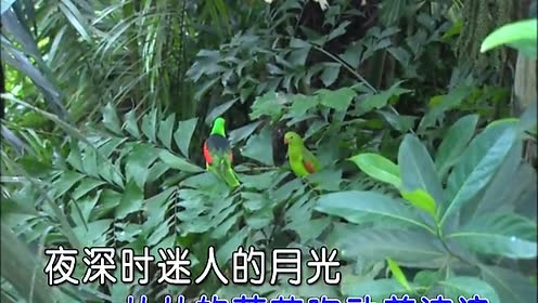 包娜娜 - 月光像情网