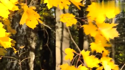 Bernward Koch - Under Trees