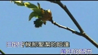 米线 - 梦中的唐古垃 (KTV版)