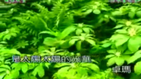 央金 - 美丽姑娘卓玛啦 (KTV版)