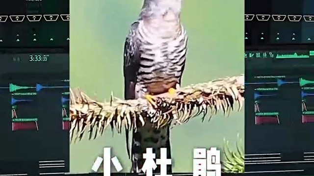 Motor_达少 - 鸟儿摇