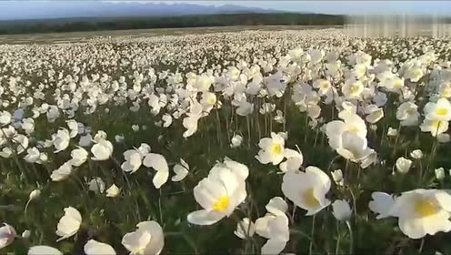 Bernward Koch - Bernward Koch - Wonderful Glider