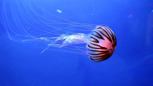 머드스키퍼 - Seashore