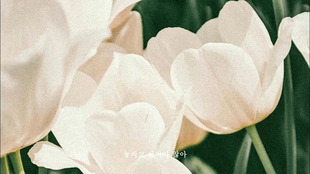 挪威森林 - 너는, 꽃 (You′re a Flower) (Lyric Video)