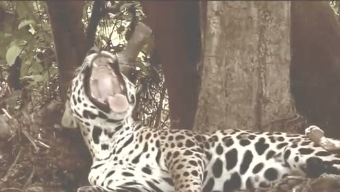 Black Label - 재규어 [Red Bull LIVE On The ROAD] (Live)