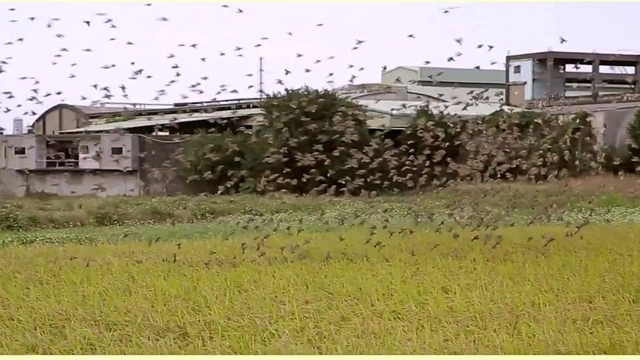 圈圈宝贝 - 早安花儿