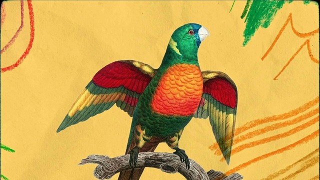 Colectivo Panamera - Danza Carioca