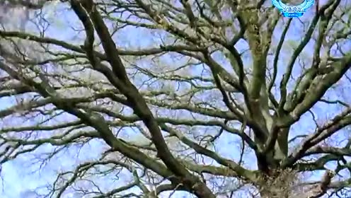 女子水晶乐坊 - 延边人民热爱毛主席 (KTV版)