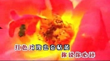 毛珂 - 红色玫瑰 (KTV版)