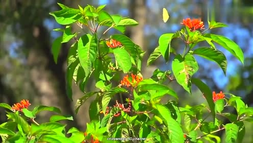 Yanni - Butterfly Dance