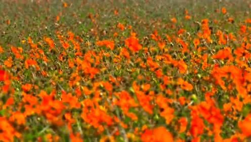 范朋飞 - 芊芊子吟