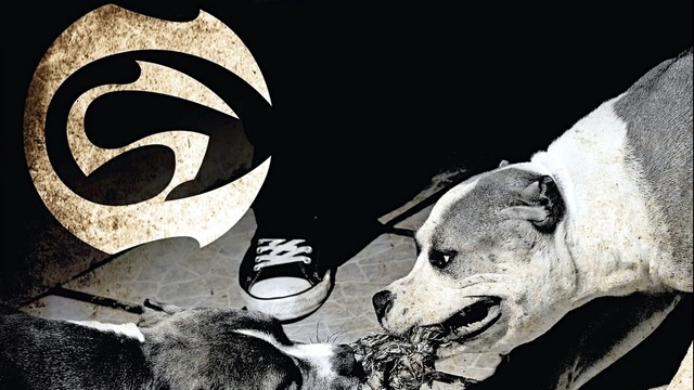 Cartel De Santa - Pa' No Andar Triste (Cover Audio) (音频版)