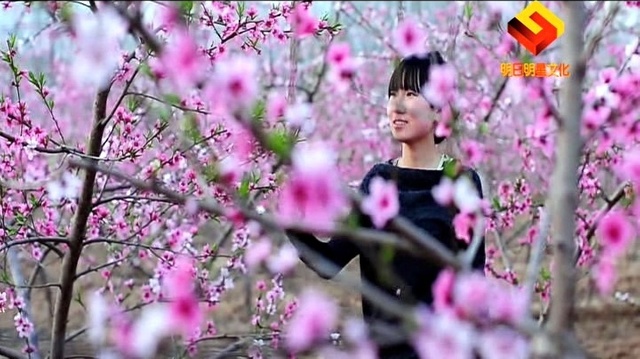 枫舞 - 悠悠桃花情 (KTV版)