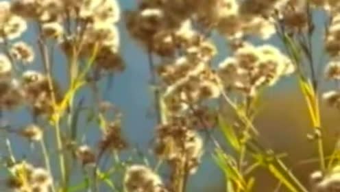 央金兰泽 - 彩云之南 (KTV版)