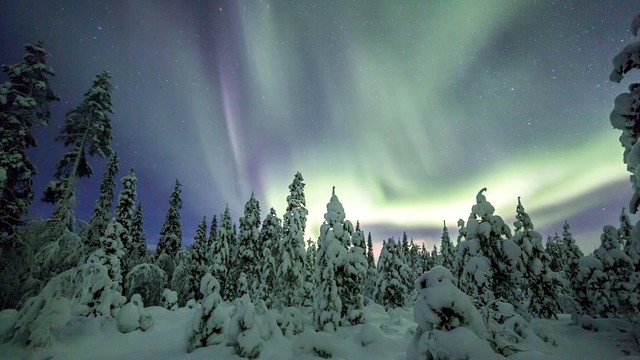 Orchestra of the Royal Opera House, Covent Garden - Swan Lake, Op. 20, Act II: No. 13, Dances des cygnes: Allegro Moderato (Audio) (音频版)