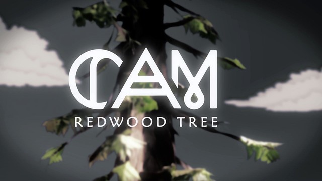 Cam - Redwood Tree