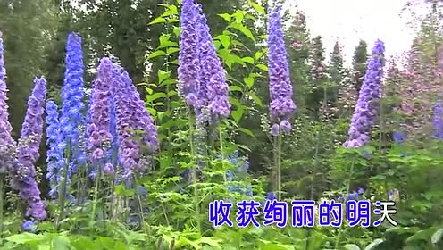 孙丽英 - 走进春天 (KTV版)