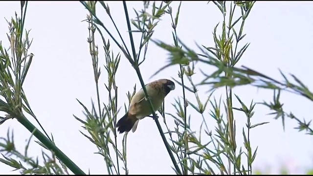 张家旺 - 原来你也在这里