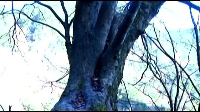 童丽 - 菊花台 (KTV版)