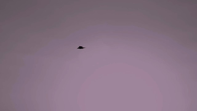 Sølace - don't be scared