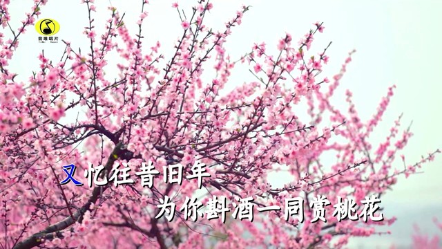 橙子辰 - 桃花下