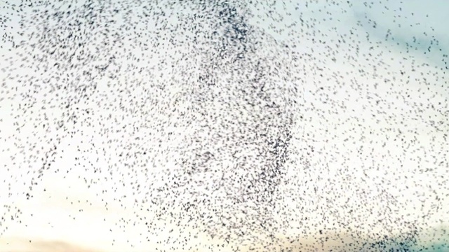 Christoph Eschenbach - Vienna Philharmonic - Hedwig's Theme (from Harry Potter)