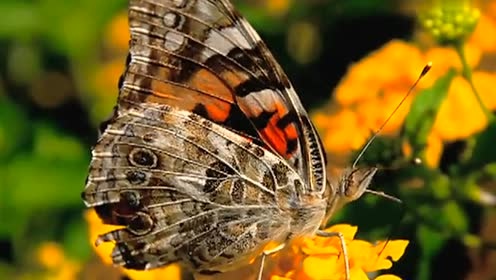 Ernesto Cortazar - To Become A Butterfly