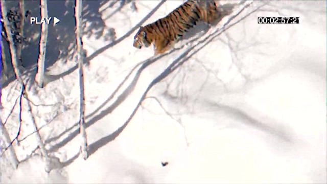 Ugly Z - 横空出世