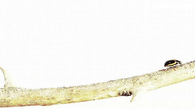 Chocolate Puma - Get Out Of The Way