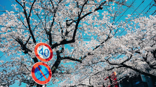 [.que] - 春 (音频版)