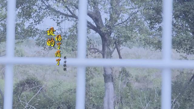 东方依依 - 爱的伤了痛了