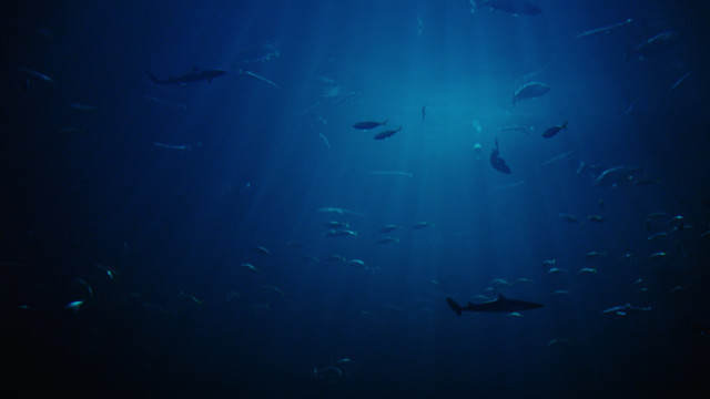 Cetacea - iyiyim. (Lyric Video)