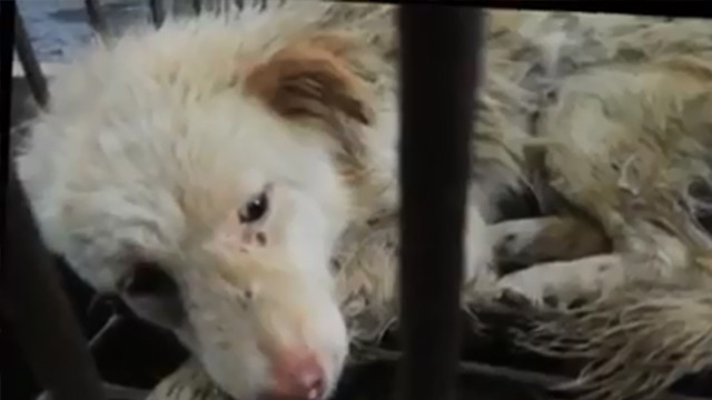 Leona Lewis - (We Are All) Looking for Home