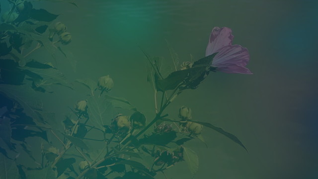 Chad Lawson - Lawson: letting go (Visualizer)