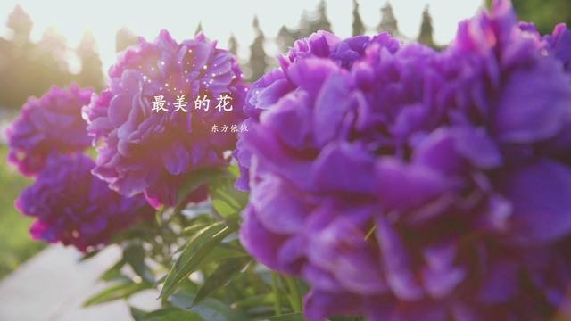 东方依依 - 最美的花