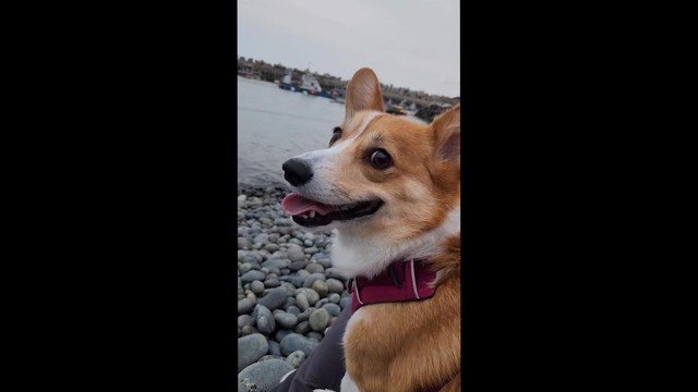 카디코기 - 안단테 (feat. 오비우스 (obviouxx), 솔드(Sould))