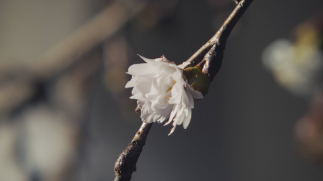 小濑村晶 - Dear Sunshine