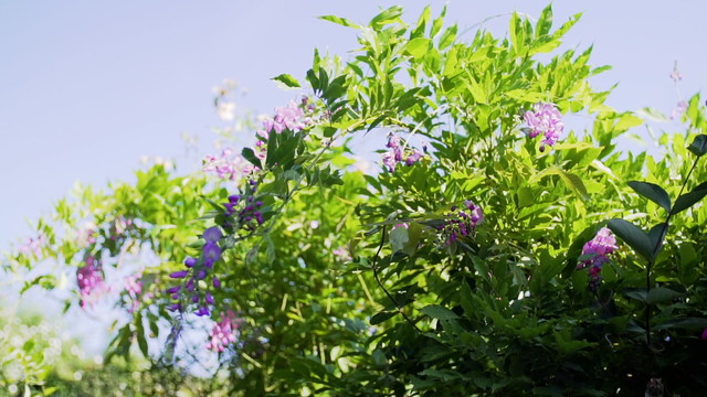 Wayne Marshall - Rutter: The Piano Collection