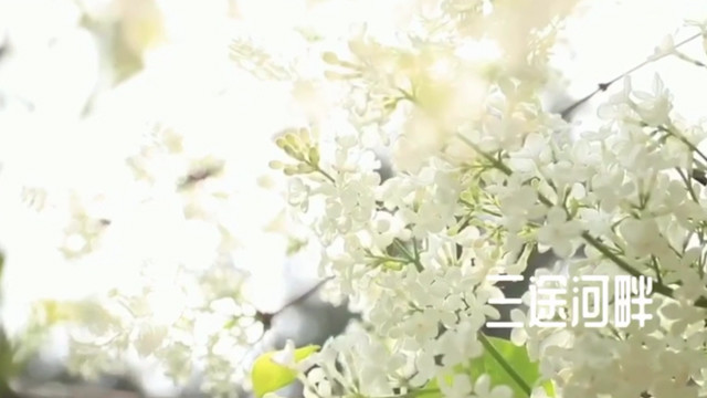 白阳 - 三途河畔