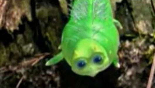 Ivy - Thinking About You