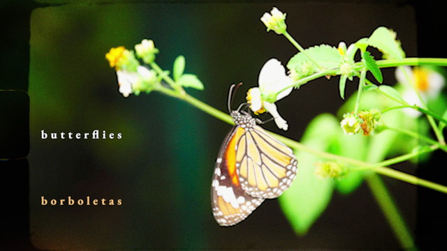 Liana Flores - Butterflies (Lyric Video)