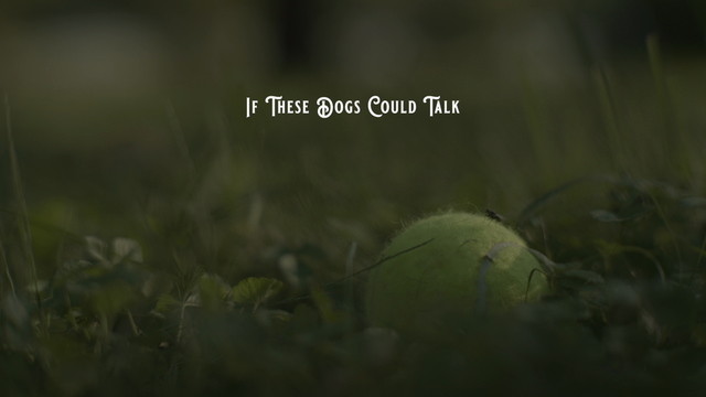 Ashley McBryde - If These Dogs Could Talk (Lyric Video)