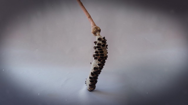 Ahmet Ali Arslan - Un Ufak (歌词版)