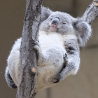 一只吃饱就睡的考拉