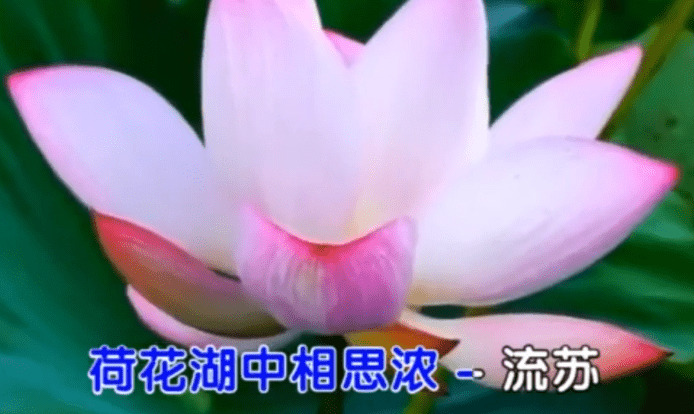  - 荷花湖中相思浓（流苏）MV
