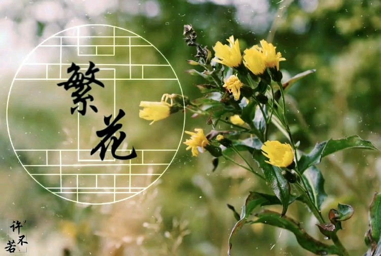 - 《繁花》(Cover:董贞)